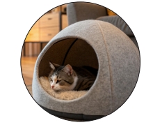 毛孩的床，藏著牠的世界 - 貓貓篇  (Pet Journey 寵旅誌 Vol.09)