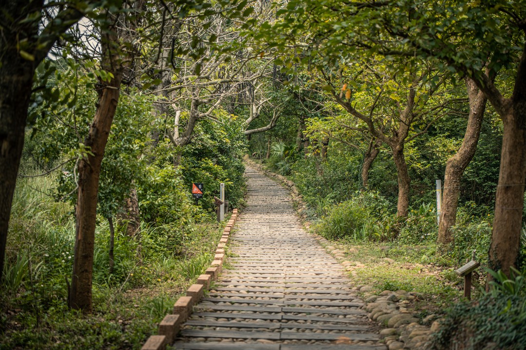 森林散步中，毛孩友善步道 _ 台中｜竹坑南寮登山步道 (Pet Journey 寵旅誌 Vol.04)