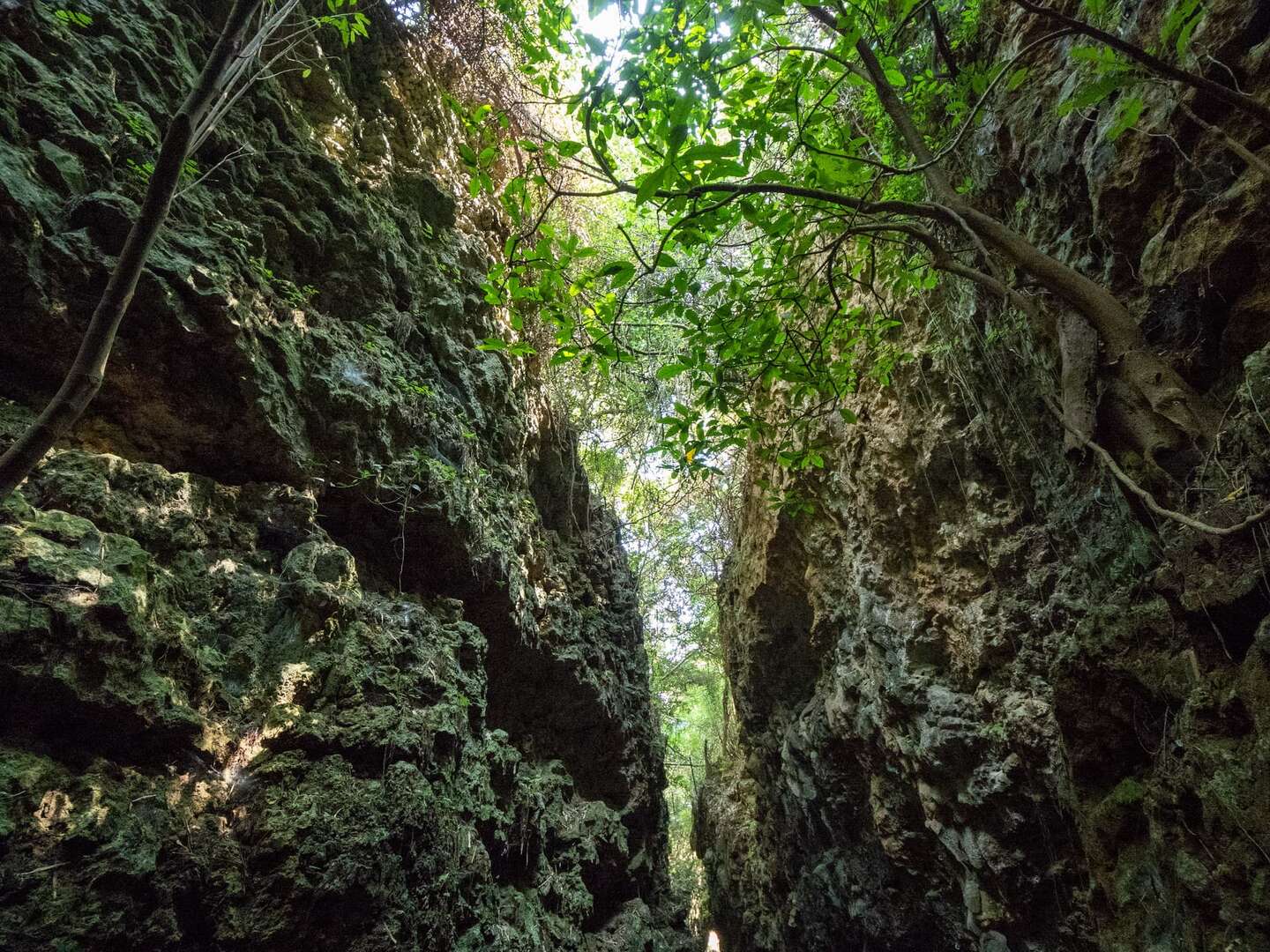 森林散步中，毛孩友善步道 _ 高雄｜大崗山步道 (Pet Journey 寵旅誌 Vol.04)