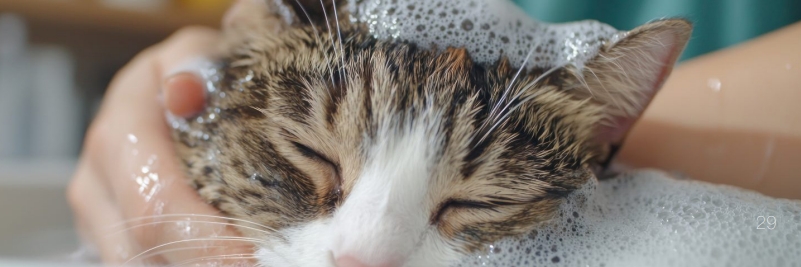 到底需不需要幫貓咪洗澡？  (Pet Journey 寵旅誌 Vol.09)