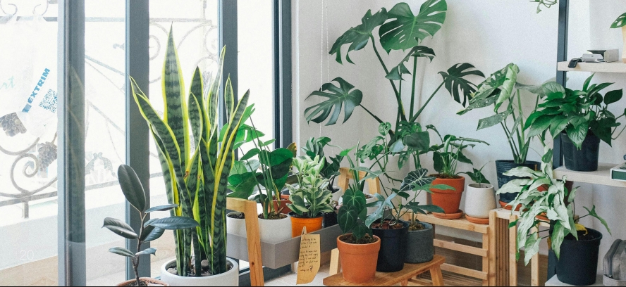 植物對毛孩的影響  (Pet Journey 寵旅誌 Vol.07)