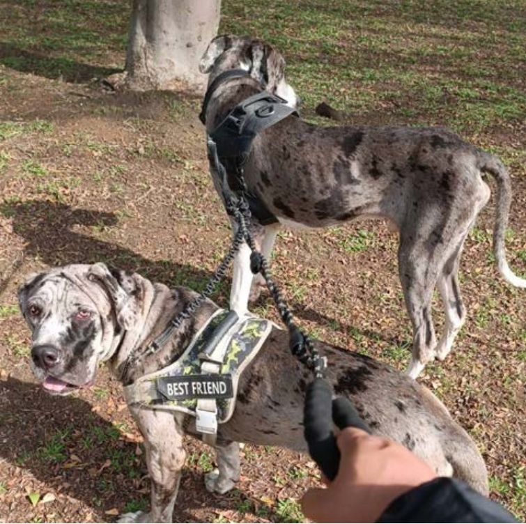 毛孩戶外安全攻略：讓愛犬安心遊玩每一步