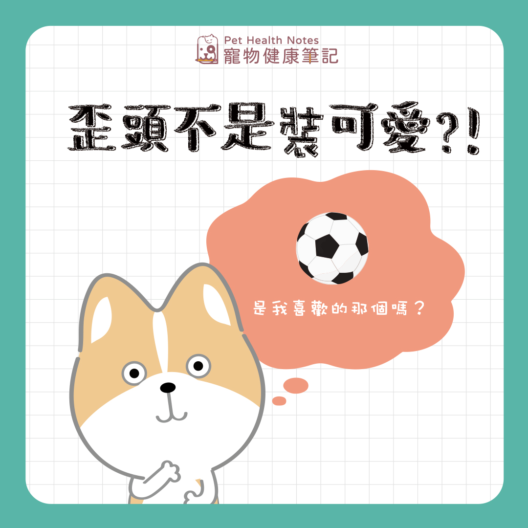 狗狗歪頭不是裝可愛？！其實是在表達牠們的情感