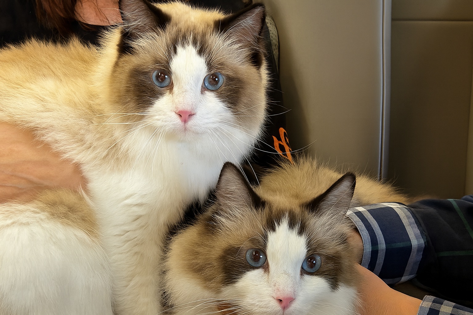 「毛小孩」一詞已經10年了 ？ 醫師親解 : 毛孩照護，最該小心這個迷思