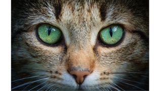 犬貓眼睛退化，吃寵物葉黃素適合嗎？