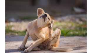 狗狗癢癢抓不停？獸醫師教你如何判斷狗狗異位性皮膚炎