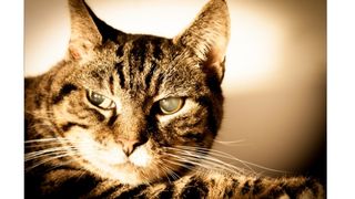 貓咪眼睛白白的是什麼原因？完整解析與保健指南