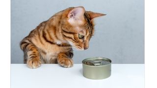 貓咪食慾不振怎麼辦 ? 原因解析與改善方法全功略