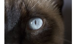 守護毛孩的視力：犬貓護眼保健成分全攻略