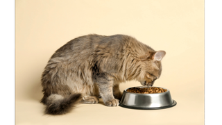 貓咪食慾不好怎麼辦? 常見原因及改善方法