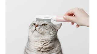 貓咪掉毛、皮屑、抓癢怎麼辦？天然保健解法一次看