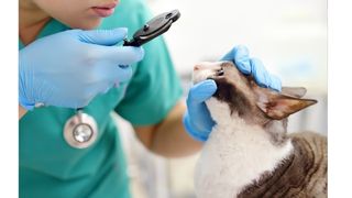 毛孩眼睛健康！犬貓適合吃的護眼保健成分一次看